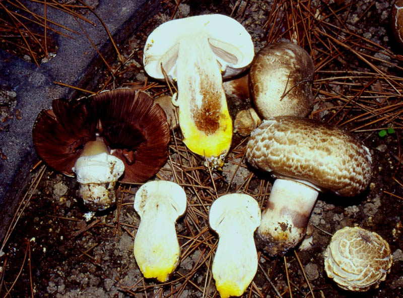 un MIX   per gli appassionati del Genere Agaricus